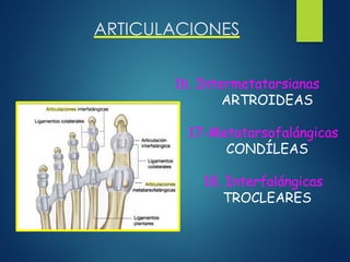 ARTICULACIONES
16. Intermetatarsianas
ARTROIDEAS
17-Metatarsofalángicas
CONDÍLEAS
18. Interfalángicas
TROCLEARES
 