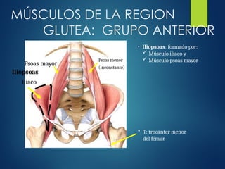 MÚSCULOS DE LA REGION
GLUTEA: GRUPO ANTERIOR
• Iliopsoas: formado por:
 Músculo ilíaco y
 Músculo psoas mayor
Psoas mayor
Iliopsoas
Ilíaco
• T: trocánter menor
del fémur.
Psoas menor
(inconstante)
 