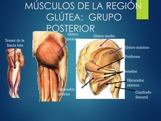 Glúteo
máximo
Tensor de la
fascia lata
MÚSCULOS DE LA REGIÓN
GLÚTEA: GRUPO
POSTERIOR
Glúteo medio
Glúteo mínimo
Piriforme
Gemelos
Obturador
interno
Obturador
externo
Cuadrado
femoral
 