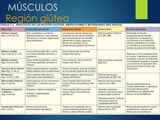 MÚSCULOS
Región glútea
 