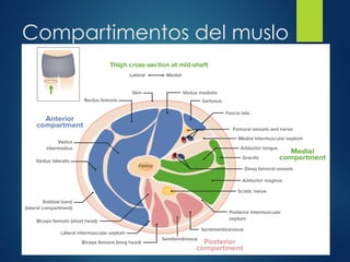 Compartimentos del muslo
 