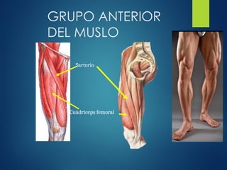 Cuádriceps femoral
Sartorio
GRUPO ANTERIOR
DEL MUSLO
 