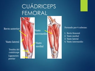 CUÁDRICEPS
FEMORAL
Recto anterior
Vasto lateral Vasto
medial
Vasto
intermedio
Formado por 4 cabezas:
1. Recto femoral
2. Vasto medial
3. Vasto lateral
4. Vasto intermedio
Tendón del
cuádriceps
Ligamento
patelar
 
