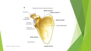 ESQUELETO DEL MIEMBRO SUPERIOR
 
