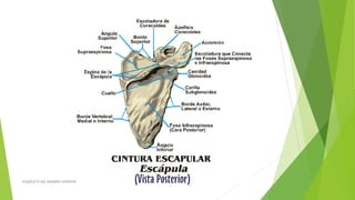 ESQUELETO DEL MIEMBRO SUPERIOR
 
