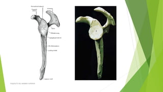 ESQUELETO DEL MIEMBRO SUPERIOR
 