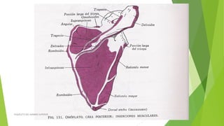 ESQUELETO DEL MIEMBRO SUPERIOR
 