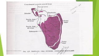ESQUELETO DEL MIEMBRO SUPERIOR
 