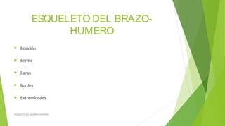 ESQUELETO DEL BRAZO-
HUMERO
 Posición
 Forma
 Caras
 Bordes
 Extremidades
ESQUELETO DEL MIEMBRO SUPERIOR
 