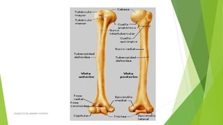 ESQUELETO DEL MIEMBRO SUPERIOR
 