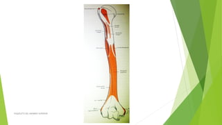 ESQUELETO DEL MIEMBRO SUPERIOR
 