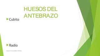 HUESOSDEL
ANTEBRAZOCubito
Radio
ESQUELETO DEL MIEMBRO SUPERIOR
 