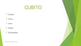 CUBITO
 Posición
 Forma
 Caras
 Bordes
 Extremidades
ESQUELETO DEL MIEMBRO SUPERIOR
 