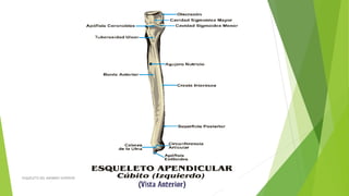 ESQUELETO DEL MIEMBRO SUPERIOR
 