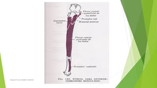 ESQUELETO DEL MIEMBRO SUPERIOR
 