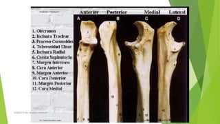 ESQUELETO DEL MIEMBRO SUPERIOR
 