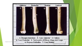 ESQUELETO DEL MIEMBRO SUPERIOR
 