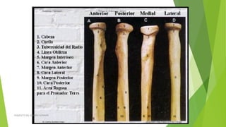 ESQUELETO DEL MIEMBRO SUPERIOR
 
