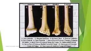 ESQUELETO DEL MIEMBRO SUPERIOR
 