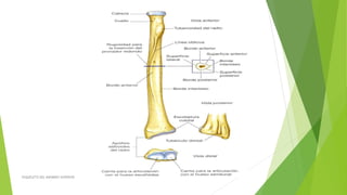 ESQUELETO DEL MIEMBRO SUPERIOR
 