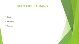 HUESOSDE LA MANO
 Carpo
 Metacarpo
 Falanges
ESQUELETO DEL MIEMBRO SUPERIOR
 