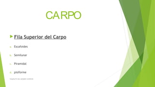 CARPO
 Fila Superior del Carpo
a. Escafoides
b. Semilunar
c. Piramidal
d. pisiforme
ESQUELETO DEL MIEMBRO SUPERIOR
 