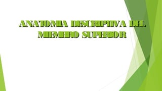 ANATOMIA DESCRIPTIVA DELANATOMIA DESCRIPTIVA DEL
MIEMBRO SUPERIORMIEMBRO SUPERIOR
 