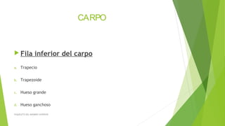 CARPO
 Fila inferior del carpo
a. Trapecio
b. Trapezoide
c. Hueso grande
d. Hueso ganchoso
ESQUELETO DEL MIEMBRO SUPERIOR
 