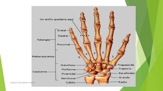 ESQUELETO DEL MIEMBRO SUPERIOR
 