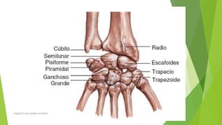 ESQUELETO DEL MIEMBRO SUPERIOR
 
