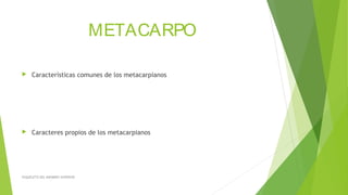 METACARPO
 Características comunes de los metacarpianos
 Caracteres propios de los metacarpianos
ESQUELETO DEL MIEMBRO SUPERIOR
 
