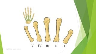 ESQUELETO DEL MIEMBRO SUPERIOR
 