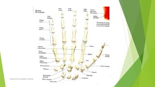 ESQUELETO DEL MIEMBRO SUPERIOR
 