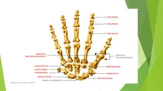 ESQUELETO DEL MIEMBRO SUPERIOR
 