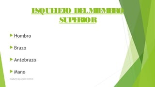 ESQUELETO DELMIEMBRO
SUPERIOR
 Hombro
 Brazo
 Antebrazo
 Mano
ESQUELETO DEL MIEMBRO SUPERIOR
 