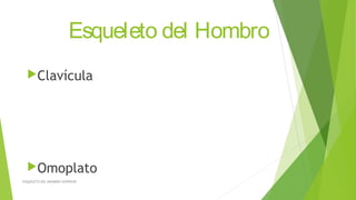Esqueleto del Hombro
Clavícula
Omoplato
ESQUELETO DEL MIEMBRO SUPERIOR
 