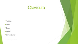 Clavícula
Posición
Forma
Caras
Bordes
Extremidades
ESQUELETO DEL MIEMBRO SUPERIOR
 