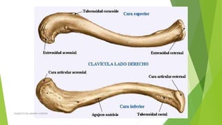 ESQUELETO DEL MIEMBRO SUPERIOR
 