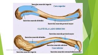 ESQUELETO DEL MIEMBRO SUPERIOR
 