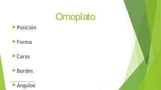 Omoplato
Posición
Forma
Caras
Bordes
Ángulos
ESQUELETO DEL MIEMBRO SUPERIOR
 