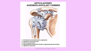 ARTICULACIONES DEL MIEMBRO SUPERIOR
 