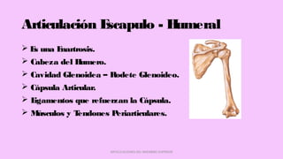 Articulación Escapulo - Humeral
 Es una Enartrosis.
 Cabeza del Humero.
 Cavidad Glenoidea – Rodete Glenoideo.
 Cápsula Articular.
 Ligamentos que refuerzan la Cápsula.
 Músculos y Tendones Periarticulares.
ARTICULACIONES DEL MIEMBRO SUPERIOR
 