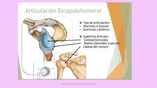ARTICULACIONES DEL MIEMBRO SUPERIOR
 
