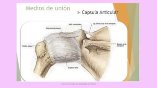 ARTICULACIONES DEL MIEMBRO SUPERIOR
 