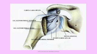 ARTICULACIONES DEL MIEMBRO SUPERIOR
 