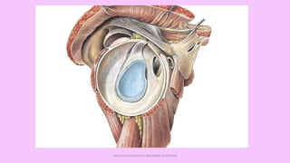 ARTICULACIONES DEL MIEMBRO SUPERIOR
 