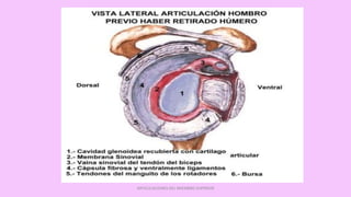 ARTICULACIONES DEL MIEMBRO SUPERIOR
 