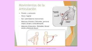 ARTICULACIONES DEL MIEMBRO SUPERIOR
 