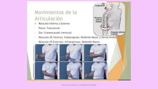 ARTICULACIONES DEL MIEMBRO SUPERIOR
 