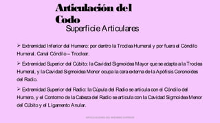 SuperficieArticulares
 Extremidad Inferior del Humero: por dentro laTrocleaHumeral y por fuerael Cóndilo
Humeral. Canal Cóndilo – Troclear.
 Extremidad Superior del Cúbito: laCavidad SigmoideaMayor queseadaptaalaTroclea
Humeral, y laCavidad SigmoideaMenor ocupalacaraexternadelaApófisisCoronoides
del Radio.
 Extremidad Superior del Radio: laCúpuladel Radio searticulacon el Cóndilo del
Humero, y el Contorno delaCabezadel Radio searticulacon laCavidad SigmoideaMenor
del Cúbito y el Ligamento Anular.
ARTICULACIONES DEL MIEMBRO SUPERIOR
Articulación del
Codo
 